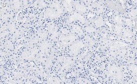 Anti-RBPMS Antibody, clone 1E16 ZooMAb&#174; Rabbit Monoclonal recombinant, expressed in HEK 293 cells