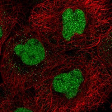 Anti-CXXC5 antibody produced in rabbit Prestige Antibodies&#174; Powered by Atlas Antibodies, affinity isolated antibody