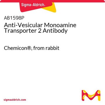 Anti-Vesicular Monoamine Transporter 2 Antibody Chemicon&#174;, from rabbit