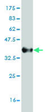 Monoclonal Anti-CCL7 antibody produced in mouse clone 4B5, purified immunoglobulin, buffered aqueous solution