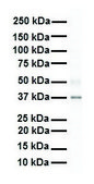 Anti-SIRT4 antibody produced in rabbit affinity isolated antibody
