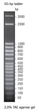 Perfect DNA 50 bp Ladder - Novagen
