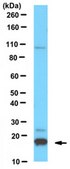 Anti-MANF Antibody from rabbit, purified by affinity chromatography