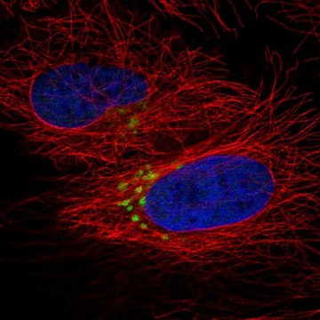 Anti-QSOX2 antibody produced in rabbit Prestige Antibodies&#174; Powered by Atlas Antibodies, affinity isolated antibody