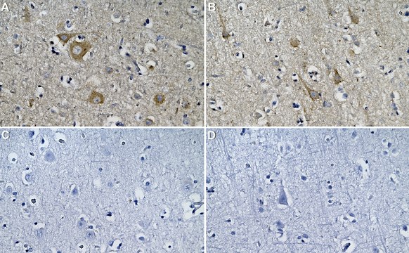 Anti-Neurexin-1 Antibody, clone 1J12 ZooMAb&#174; Rabbit Monoclonal recombinant, expressed in HEK 293 cells