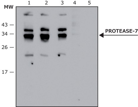 Anti- Protease-7 antibody produced in rabbit affinity isolated antibody