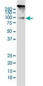 Monoclonal Anti-DYRK1A antibody produced in mouse clone 7D10, purified immunoglobulin, buffered aqueous solution