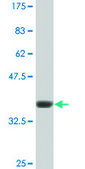 Monoclonal Anti-GRM7 antibody produced in mouse clone 1H5, ascites fluid