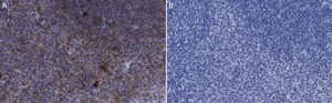 Anti-CD25 (IL2-RA) Antibody, clone 1K6 ZooMAb&#174; Rabbit Monoclonal recombinant, expressed in HEK 293 cells