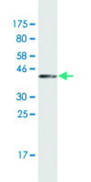 Monoclonal Anti-SH2D3C antibody produced in mouse clone 3C5, ascites fluid, solution