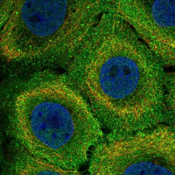 Anti-MR1 antibody produced in rabbit Prestige Antibodies&#174; Powered by Atlas Antibodies, affinity isolated antibody