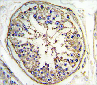 Anti-MARS2 (N-term) antibody produced in rabbit saturated ammonium sulfate (SAS) precipitated, buffered aqueous solution