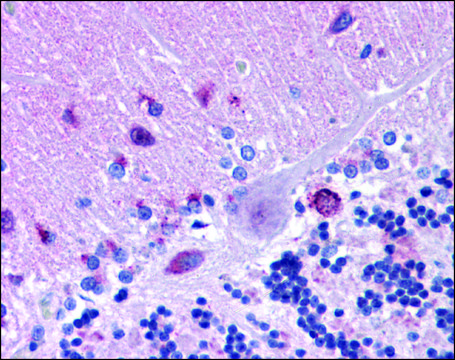 Anti-MFSD2A antibody produced in rabbit affinity isolated antibody