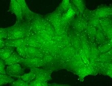 Monoclonal Anti-TRPC7 antibody produced in mouse clone S64A-36, 1&#160;mg/mL, purified immunoglobulin
