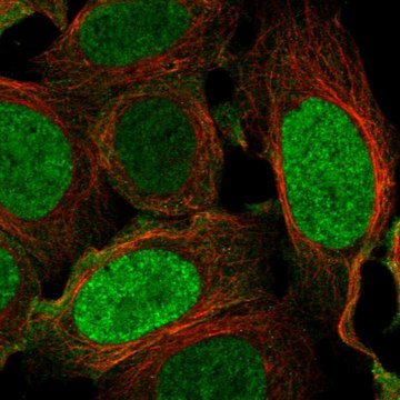 Anti-Ilf2 Antibody Produced In Rabbit Prestige Antibodies&#174; Powered by Atlas Antibodies, affinity isolated antibody, buffered aqueous glycerol solution