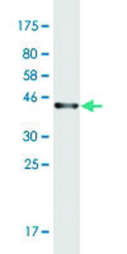 Monoclonal Anti-PRKCDBP antibody produced in mouse clone 8D3, purified immunoglobulin, buffered aqueous solution