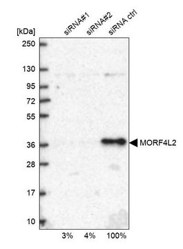 Anti-MORF4L2 antibody produced in rabbit Prestige Antibodies&#174; Powered by Atlas Antibodies, affinity isolated antibody, buffered aqueous glycerol solution