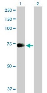 Anti-ZNF23 antibody produced in mouse purified immunoglobulin, buffered aqueous solution