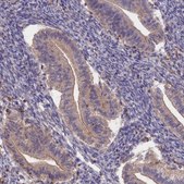 Anti-CLCF1 antibody produced in rabbit Prestige Antibodies&#174; Powered by Atlas Antibodies, affinity isolated antibody, buffered aqueous glycerol solution