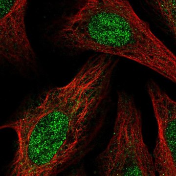 Anti-BCOR antibody produced in rabbit Prestige Antibodies&#174; Powered by Atlas Antibodies, affinity isolated antibody