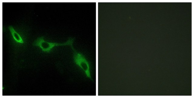 Anti-LEG9 antibody produced in rabbit affinity isolated antibody