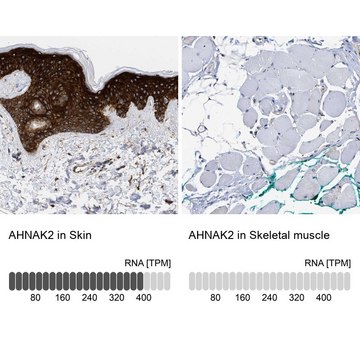 Anti-AHNAK2 antibody produced in rabbit Prestige Antibodies&#174; Powered by Atlas Antibodies, affinity isolated antibody, buffered aqueous glycerol solution