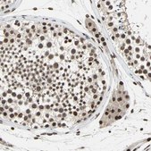 Anti-ISY1 antibody produced in rabbit Ab1, Prestige Antibodies&#174; Powered by Atlas Antibodies, affinity isolated antibody, buffered aqueous glycerol solution