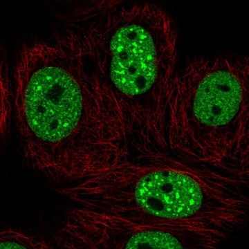 Anti-EHMT2 antibody produced in rabbit Prestige Antibodies&#174; Powered by Atlas Antibodies, affinity isolated antibody