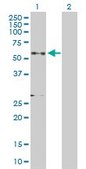 Anti-GRN antibody produced in rabbit purified immunoglobulin, buffered aqueous solution