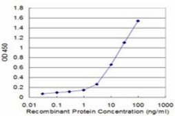 Monoclonal Anti-RABIF antibody produced in mouse clone 3A6, purified immunoglobulin, buffered aqueous solution