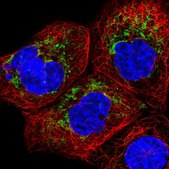 Anti-CHCHD2 antibody produced in rabbit Prestige Antibodies&#174; Powered by Atlas Antibodies, affinity isolated antibody