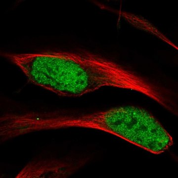 Anti-HNRNPA1 antibody produced in rabbit Prestige Antibodies&#174; Powered by Atlas Antibodies, affinity isolated antibody