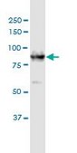 Monoclonal Anti-DCAMKL1, (C-terminal) antibody produced in mouse clone 6H4, purified immunoglobulin, buffered aqueous solution