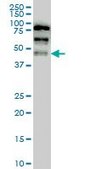 Monoclonal Anti-YAP1 antibody produced in mouse clone 2H1, purified immunoglobulin, buffered aqueous solution