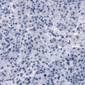 Monoclonal Anti-SLCO1B3 antibody produced in mouse Prestige Antibodies&#174; Powered by Atlas Antibodies, clone CL3770, purified immunoglobulin, buffered aqueous glycerol solution