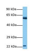 Anti-U2AF2 antibody produced in rabbit IgG fraction of antiserum