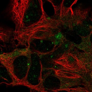 Anti-DYNC1LI2 antibody produced in rabbit Prestige Antibodies&#174; Powered by Atlas Antibodies, affinity isolated antibody