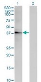 Monoclonal Anti-ACOT7, (N-terminal) antibody produced in mouse clone 1E7, purified immunoglobulin, buffered aqueous solution