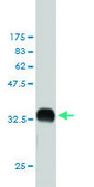 ANTI-YES1 antibody produced in mouse clone 3C6, purified immunoglobulin, buffered aqueous solution