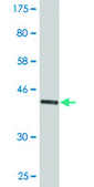 Monoclonal Anti-EDF1 antibody produced in mouse clone 3E6, purified immunoglobulin, buffered aqueous solution