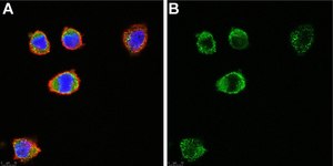 Anti-c-Kit/CD117 Antibody, clone 1L19 ZooMAb&#174; Rabbit Monoclonal recombinant, expressed in HEK 293 cells