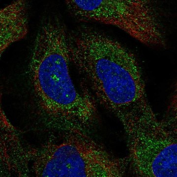 Anti-TMEM212 antibody produced in rabbit Prestige Antibodies&#174; Powered by Atlas Antibodies, affinity isolated antibody