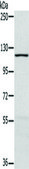 Anti-MAPK7 affinity isolated antibody