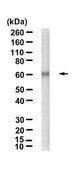 Anti-Nur77/NR4A1 Antibody, clone 1F2 ZooMAb&#174; Rabbit Monoclonal recombinant, expressed in HEK 293 cells