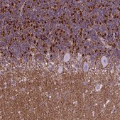 Anti-POU3F3 antibody produced in rabbit Prestige Antibodies&#174; Powered by Atlas Antibodies, affinity isolated antibody, buffered aqueous glycerol solution
