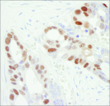 Goat anti-MCM6 Antibody, Affinity Purified Powered by Bethyl Laboratories, Inc.