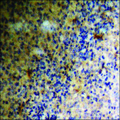 Anti-phospho-PDGFR &#946; (pTyr740) antibody produced in rabbit affinity isolated antibody