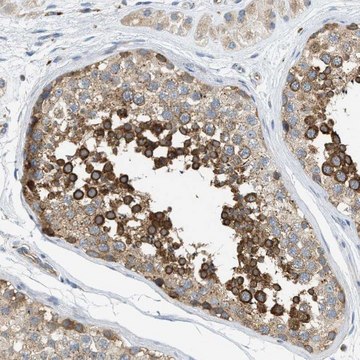 Anti-KLHDC10 antibody produced in rabbit Prestige Antibodies&#174; Powered by Atlas Antibodies, affinity isolated antibody, buffered aqueous glycerol solution