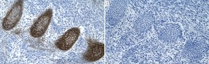 Anti-Tenascin Antibody, clone 1G4 ZooMAb&#174; Rabbit Monoclonal recombinant, expressed in HEK 293 cells
