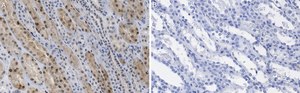 Anti-TAZ Antibody, clone 1M19 ZooMAb&#174; Rabbit Monoclonal recombinant, expressed in HEK 293 cells